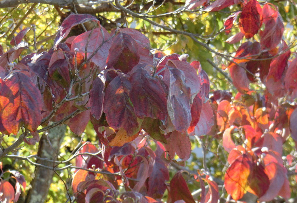 Screenshot 2025-11-04 11.51.34