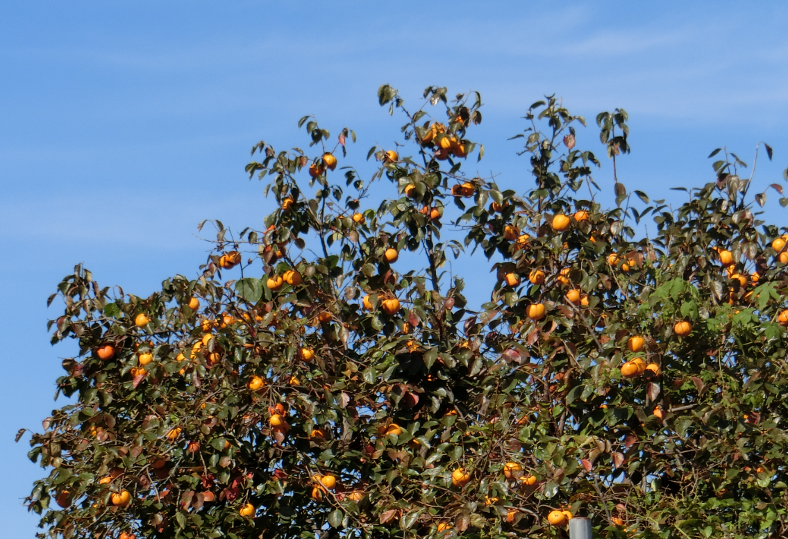 Screenshot 2025-11-04 11.50.55