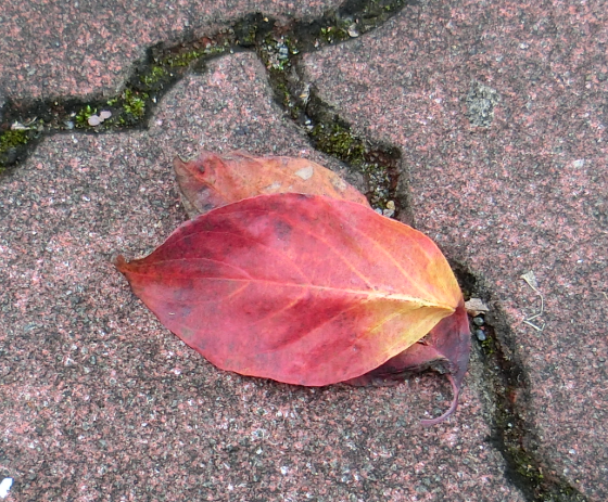 Screenshot 2025-11-13 14.52.34