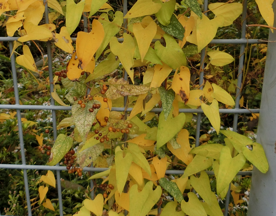 Screenshot 2025-11-13 14.59.02