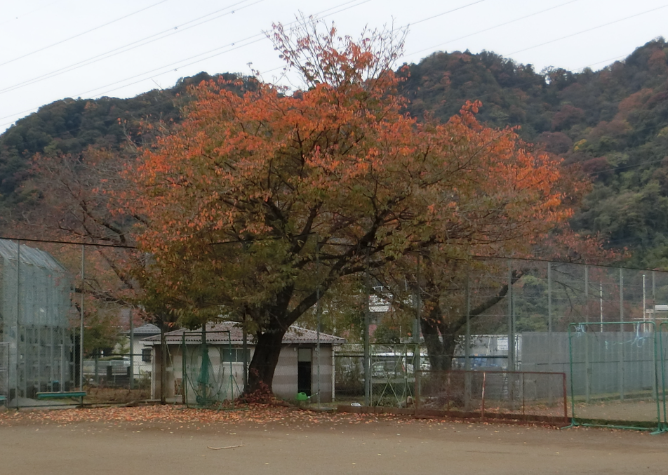 Screenshot 2025-11-13 14.59.50