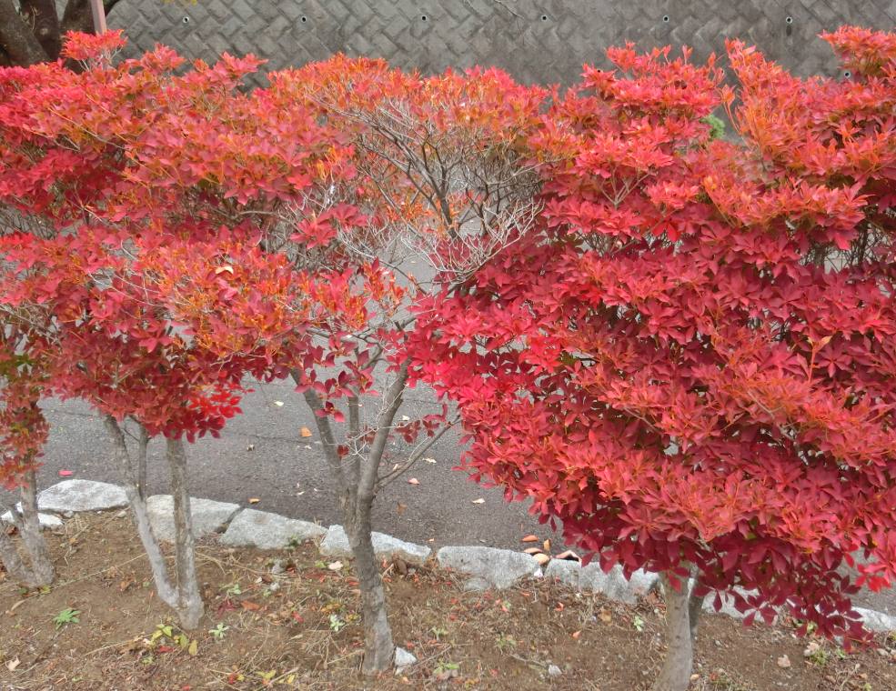 Screenshot 2025-11-13 15.05.21