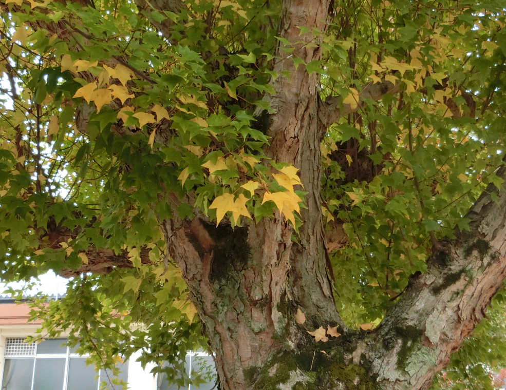 Screenshot 2025-11-13 15.05.47