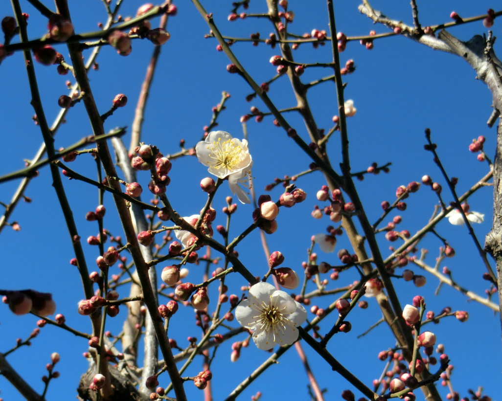 Screenshot 2026-02-03 13.31.05